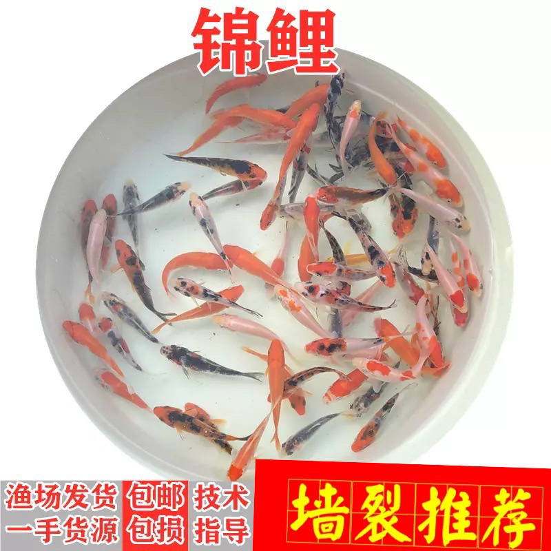 锦鲤鱼苗三色锦鲤鱼苗🌟全国各地支持发货(包邮)