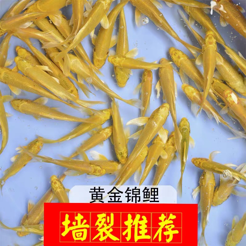 锦鲤鱼苗三色锦鲤鱼苗🌟全国各地支持发货(包邮)