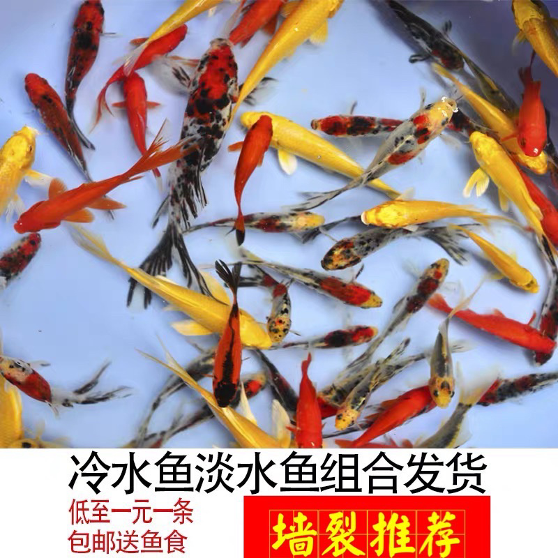 锦鲤鱼苗三色锦鲤鱼苗🌟全国各地支持发货(包邮)