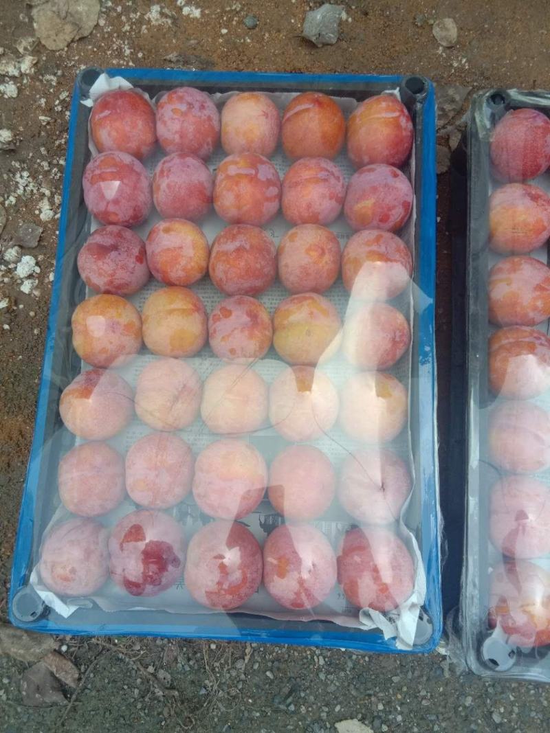 鞍山海城大红袍李子大量上市