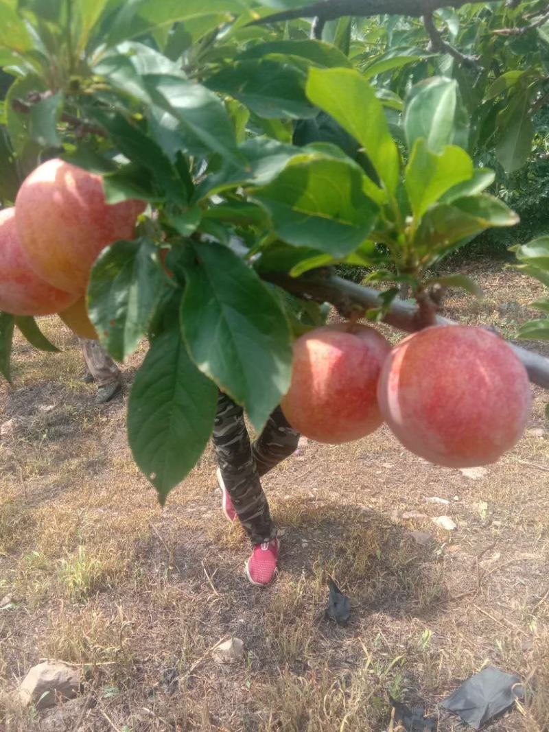 鞍山海城大红袍李子大量上市