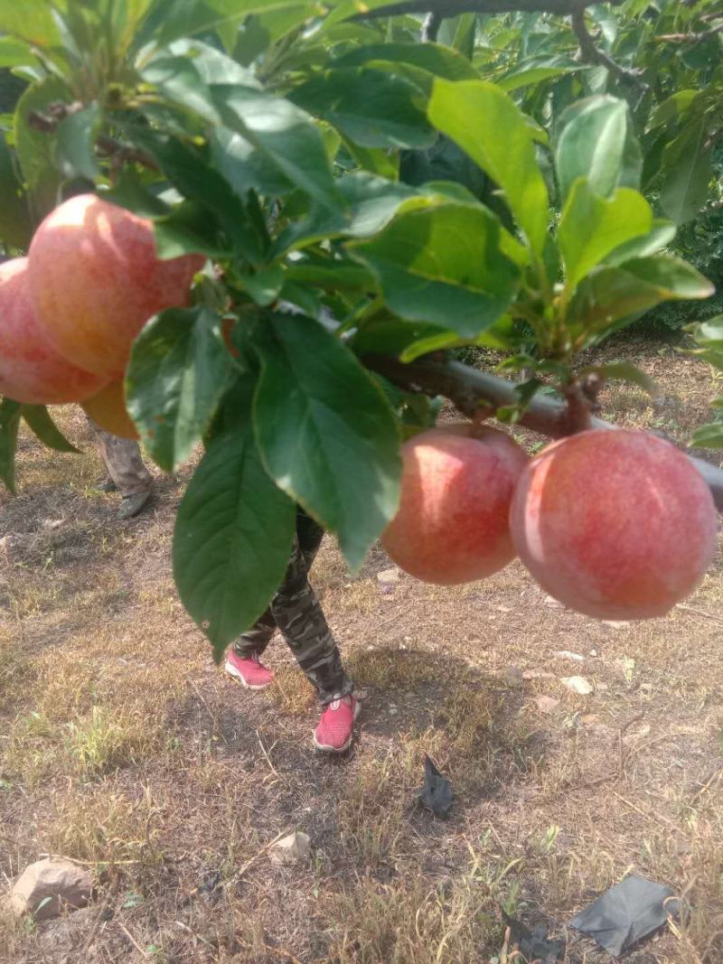 鞍山海城大红袍李子大量上市