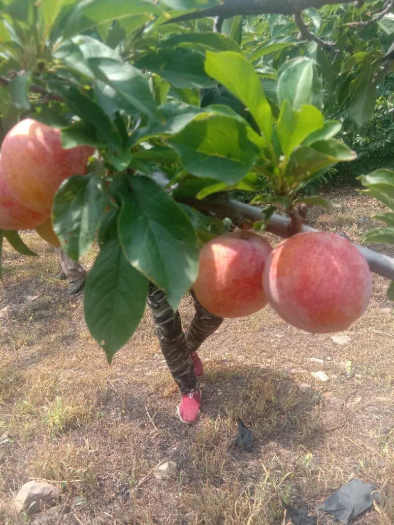 鞍山海城大红袍李子大量上市