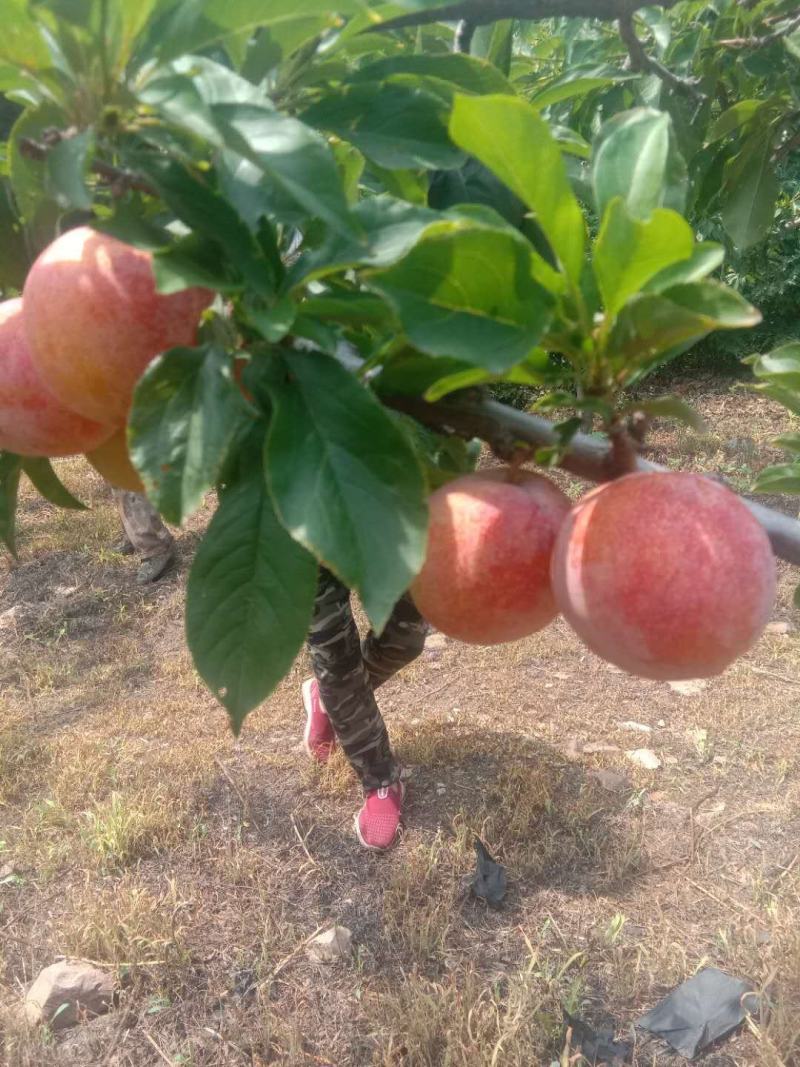 鞍山海城大红袍李子大量上市