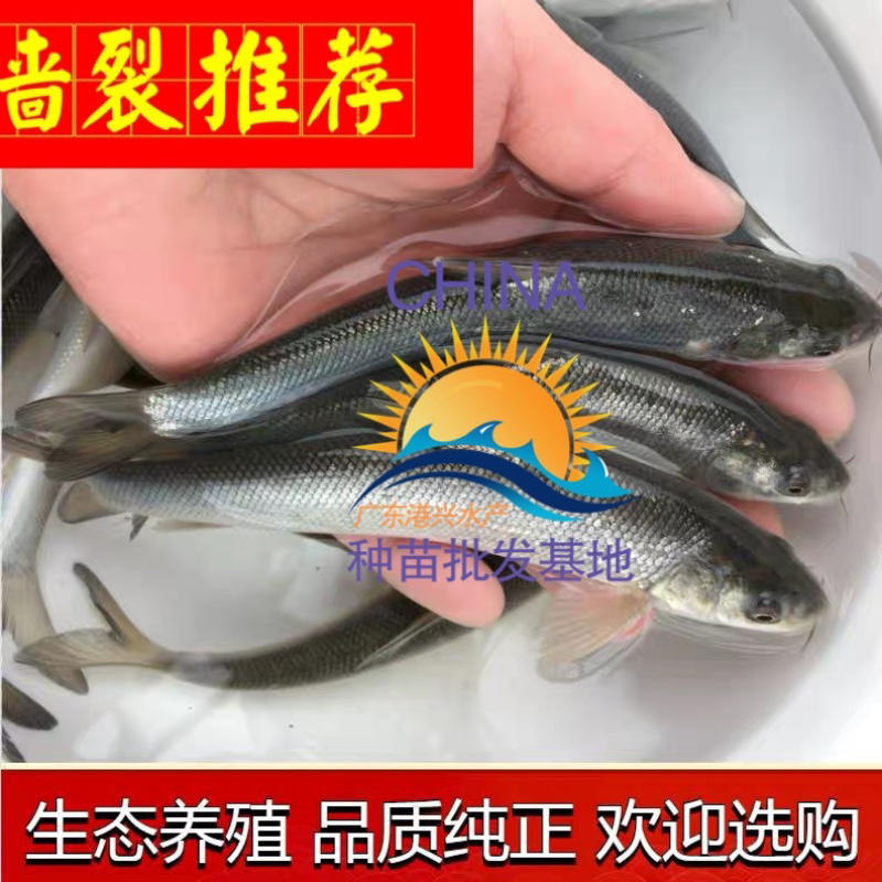 8-10厘米银鳕鱼鱼苗丨淡水鳕鱼苗优选种苗全国发货