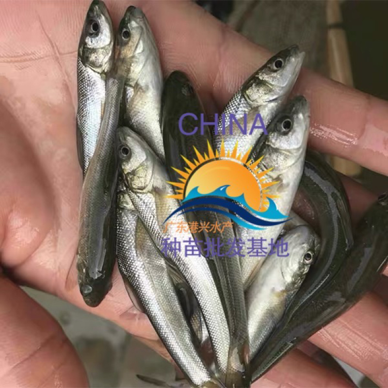 8-10厘米银鳕鱼鱼苗丨淡水鳕鱼苗优选种苗全国发货