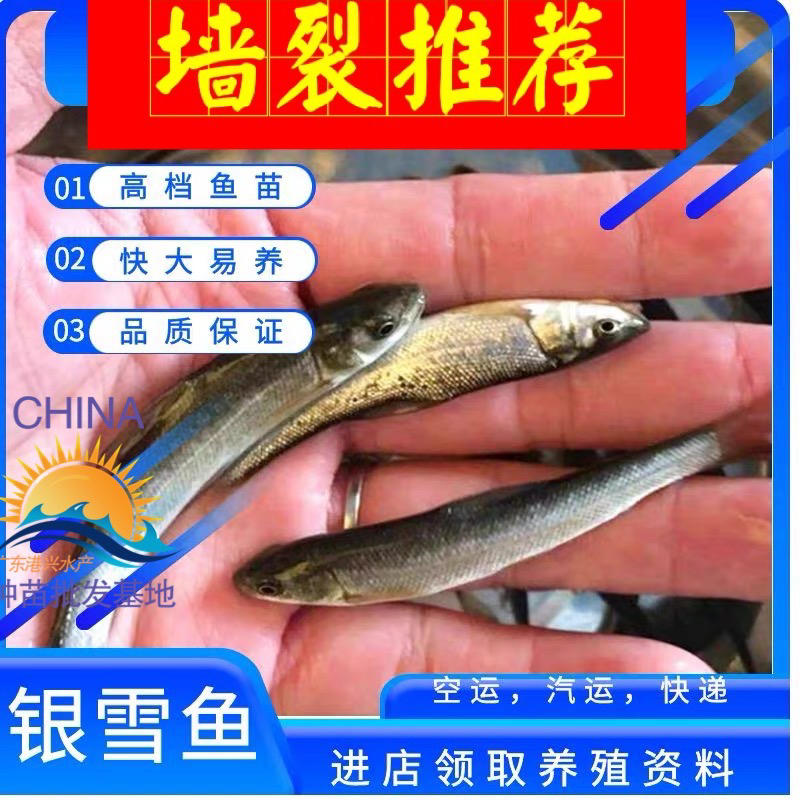 8-10厘米银鳕鱼鱼苗丨淡水鳕鱼苗优选种苗全国发货