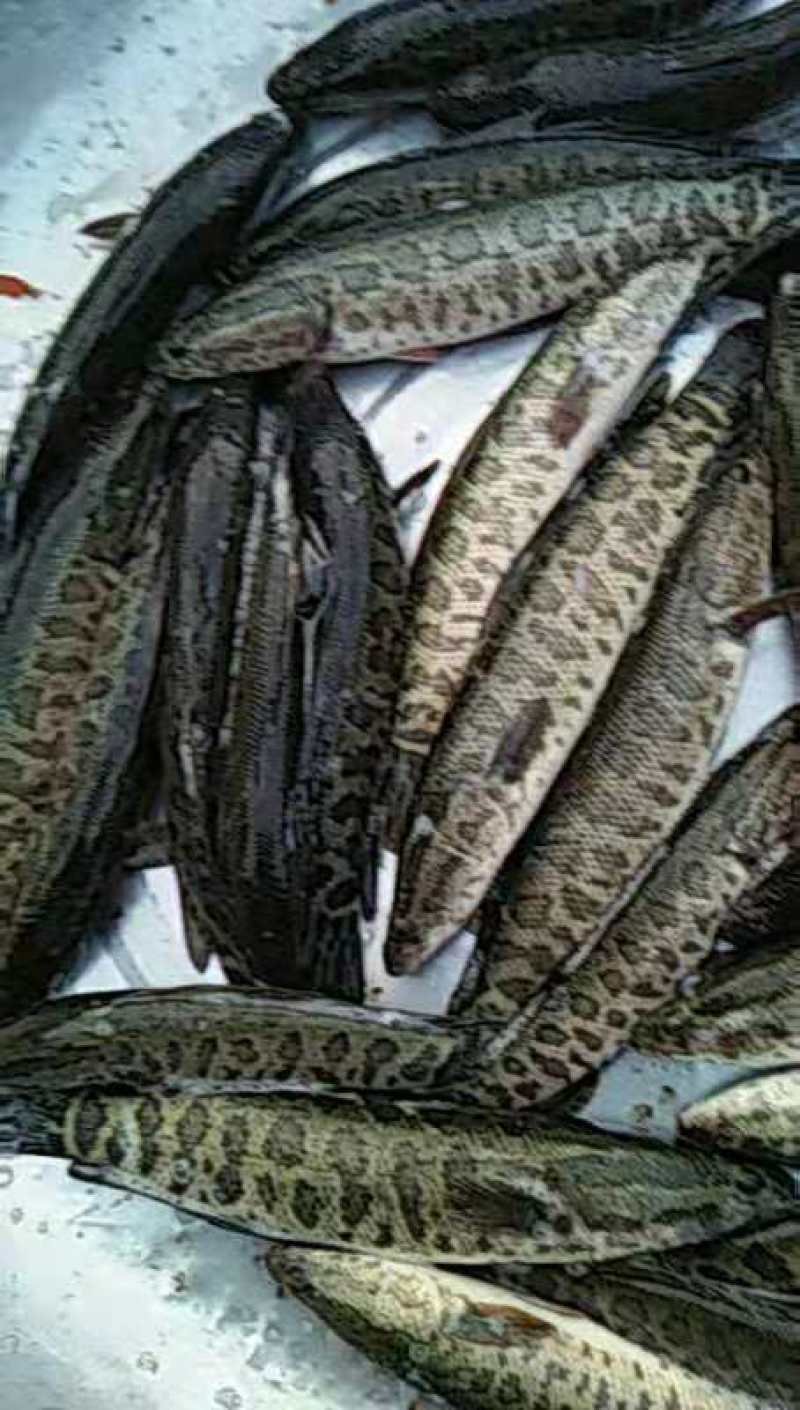 黑鱼苗，长势快，肉质好，无病毒，量大从优，欢迎订购