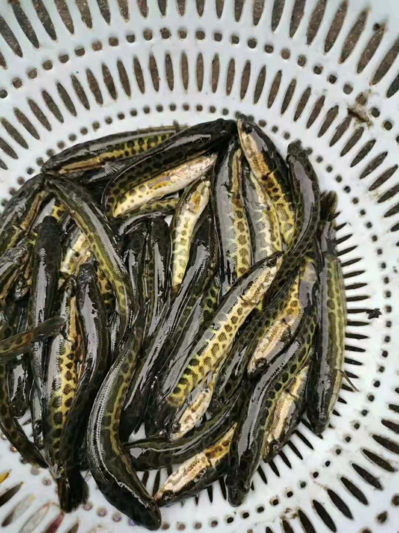 黑鱼苗，长势快，肉质好，无病毒，量大从优，欢迎订购