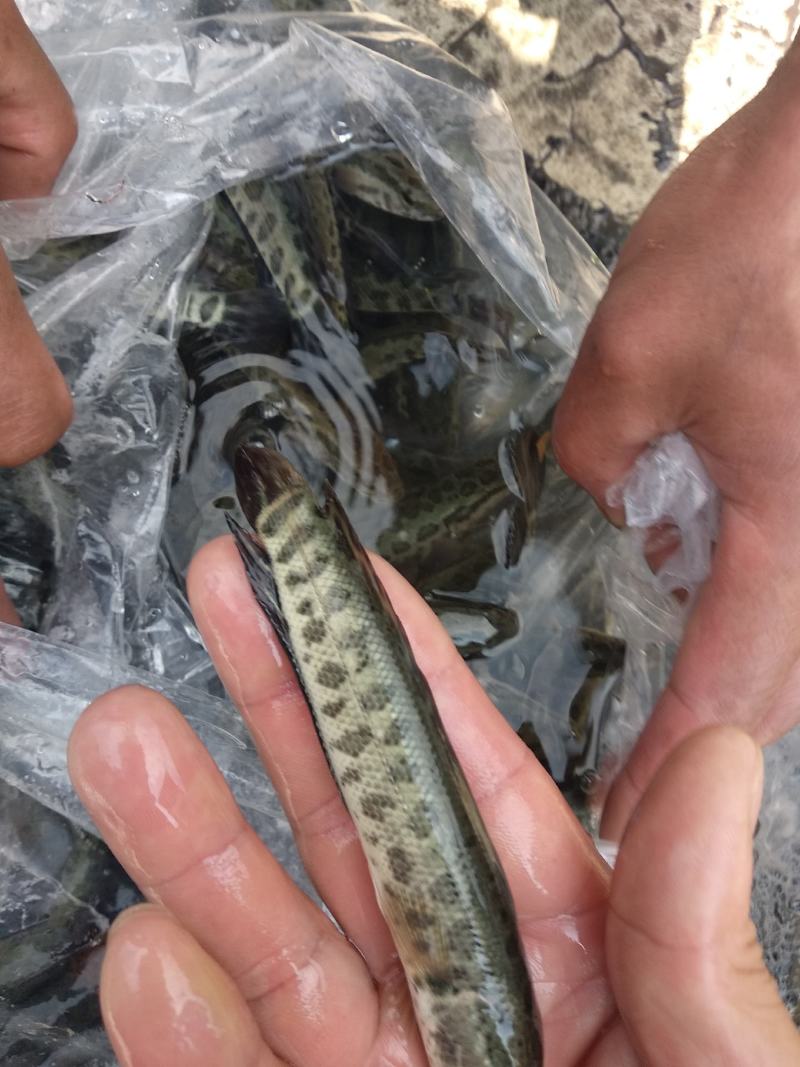黑鱼苗，长势快，肉质好，无病毒，量大从优，欢迎订购
