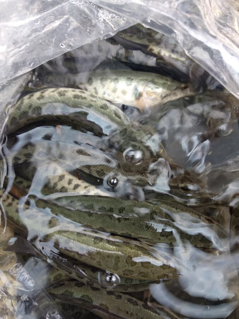 黑鱼苗，长势快，肉质好，无病毒，量大从优，欢迎订购