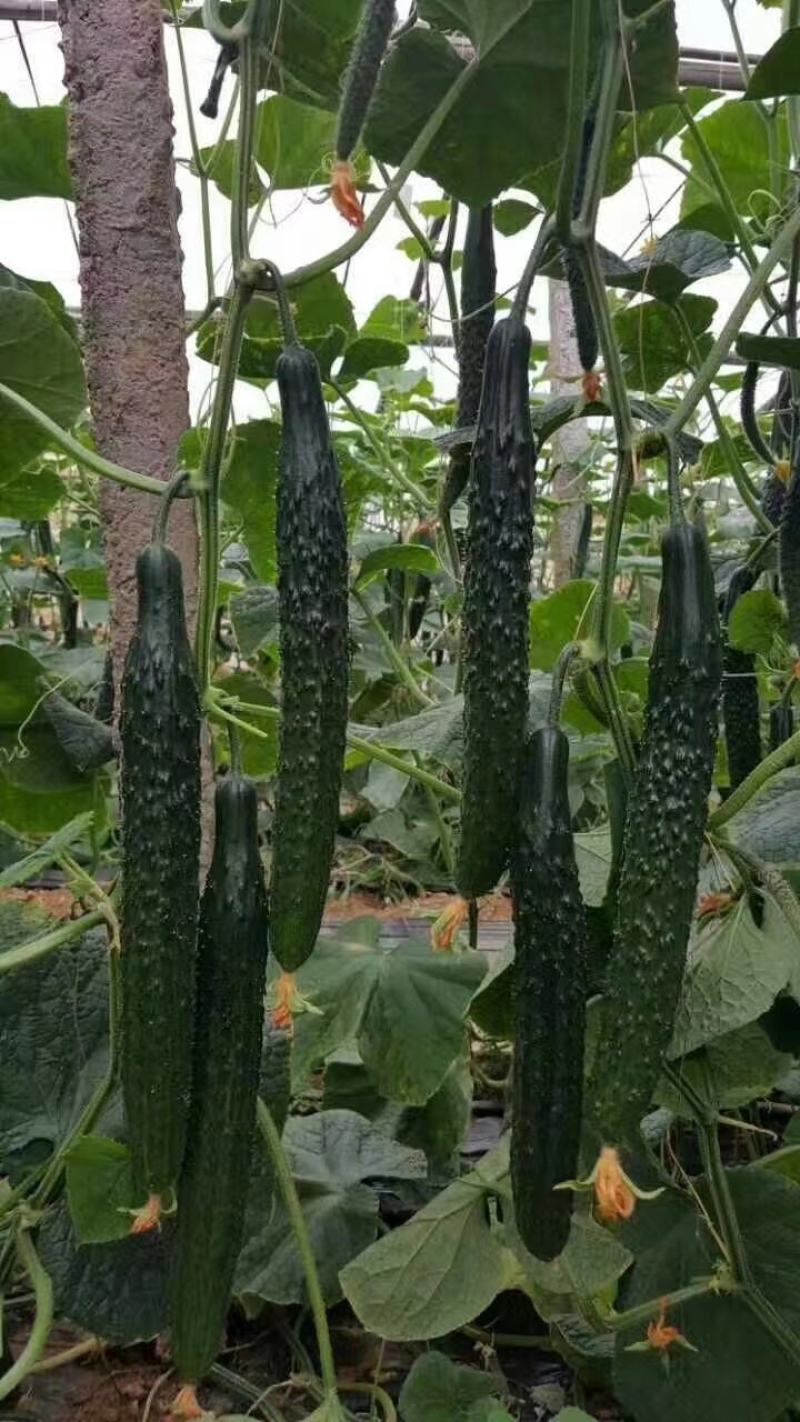 密刺黄瓜种子津优315抗寒抗病高产优质