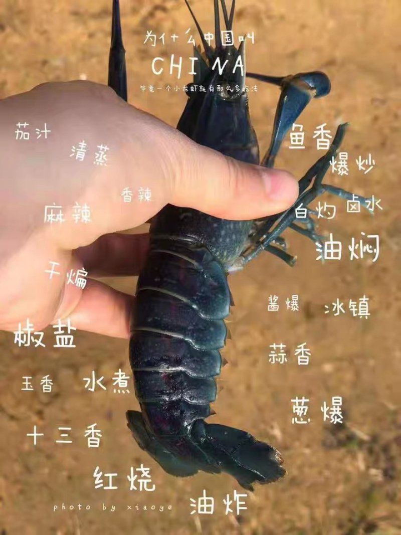 澳洲龙虾苗外塘养殖广东虾苗全国发货包邮包活售后