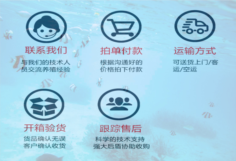 澳洲龙虾苗外塘养殖广东虾苗全国发货包邮包活售后