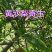 贵州毕节古夜郎大地野生中药材寄生草寄生木黄沙梨寄生