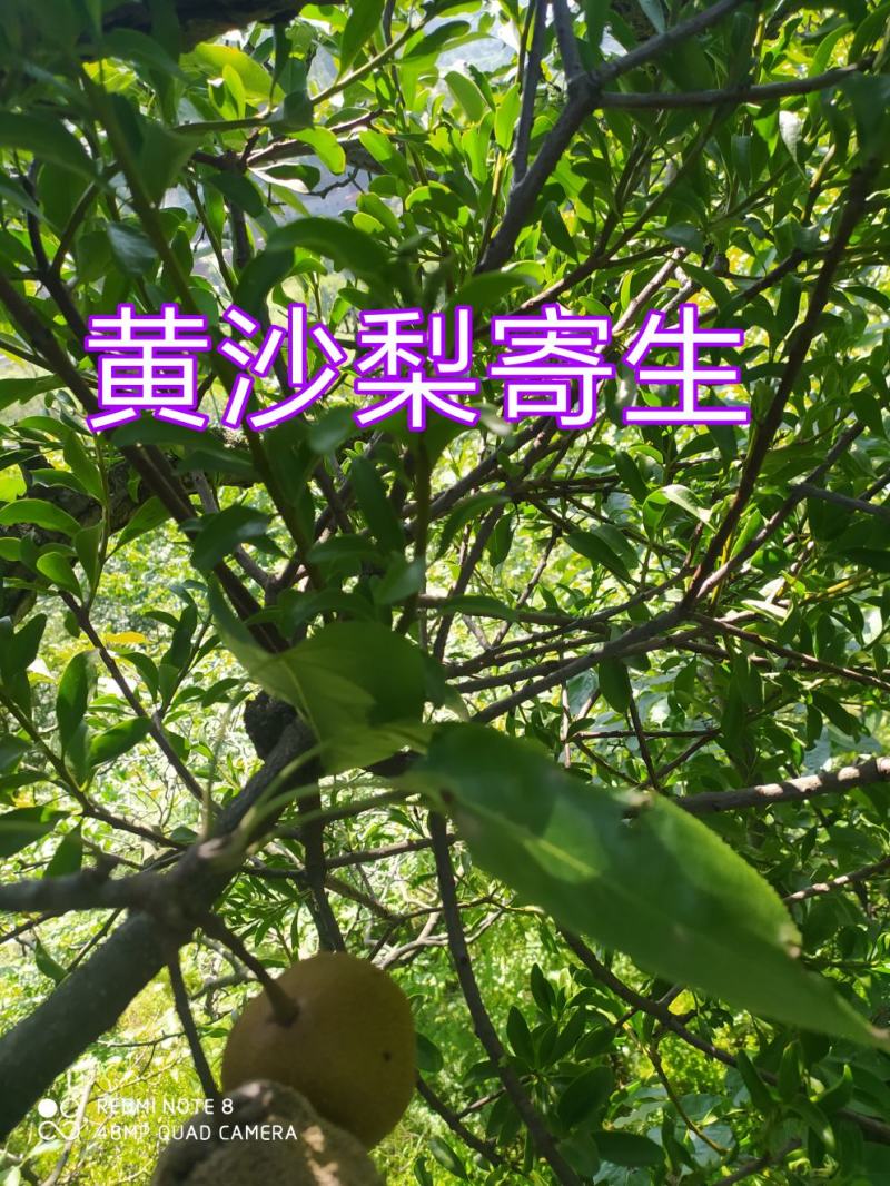 贵州毕节古夜郎大地野生中药材寄生草寄生木黄沙梨寄生