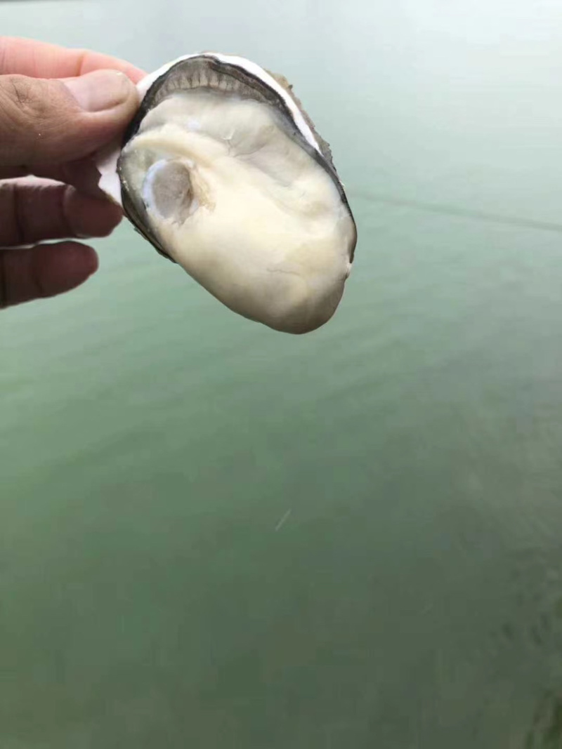 生蚝高压锅网红一口蚝场地直销每件100斤
