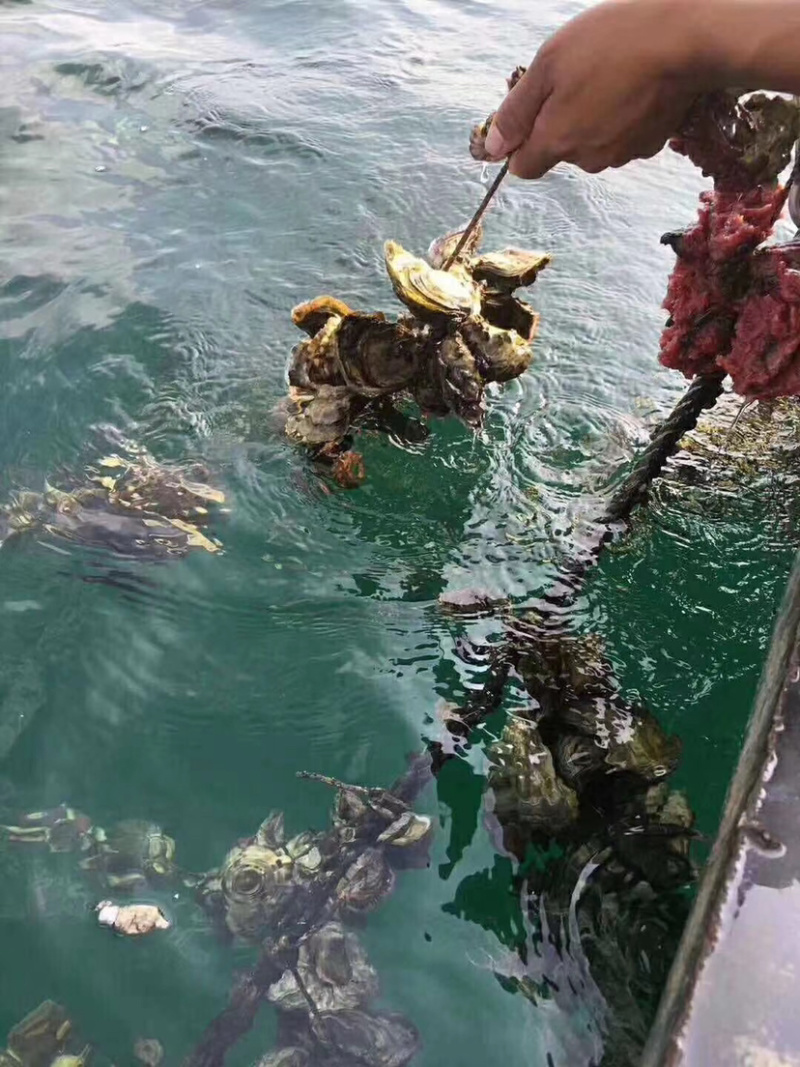 生蚝高压锅网红一口蚝场地直销每件100斤