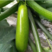 西葫芦种子夏丽耐热角瓜种籽早春越夏油绿抗白粉产量高