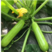 西葫芦种子夏丽耐热角瓜种籽早春越夏油绿抗白粉产量高