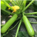 西葫芦种子夏丽耐热角瓜种籽早春越夏油绿抗白粉产量高
