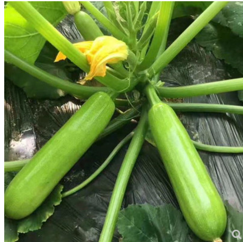 西葫芦种子夏丽耐热角瓜种籽早春越夏油绿抗白粉产量高