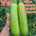 西葫芦种子夏丽耐热角瓜种籽早春越夏油绿抗白粉产量高
