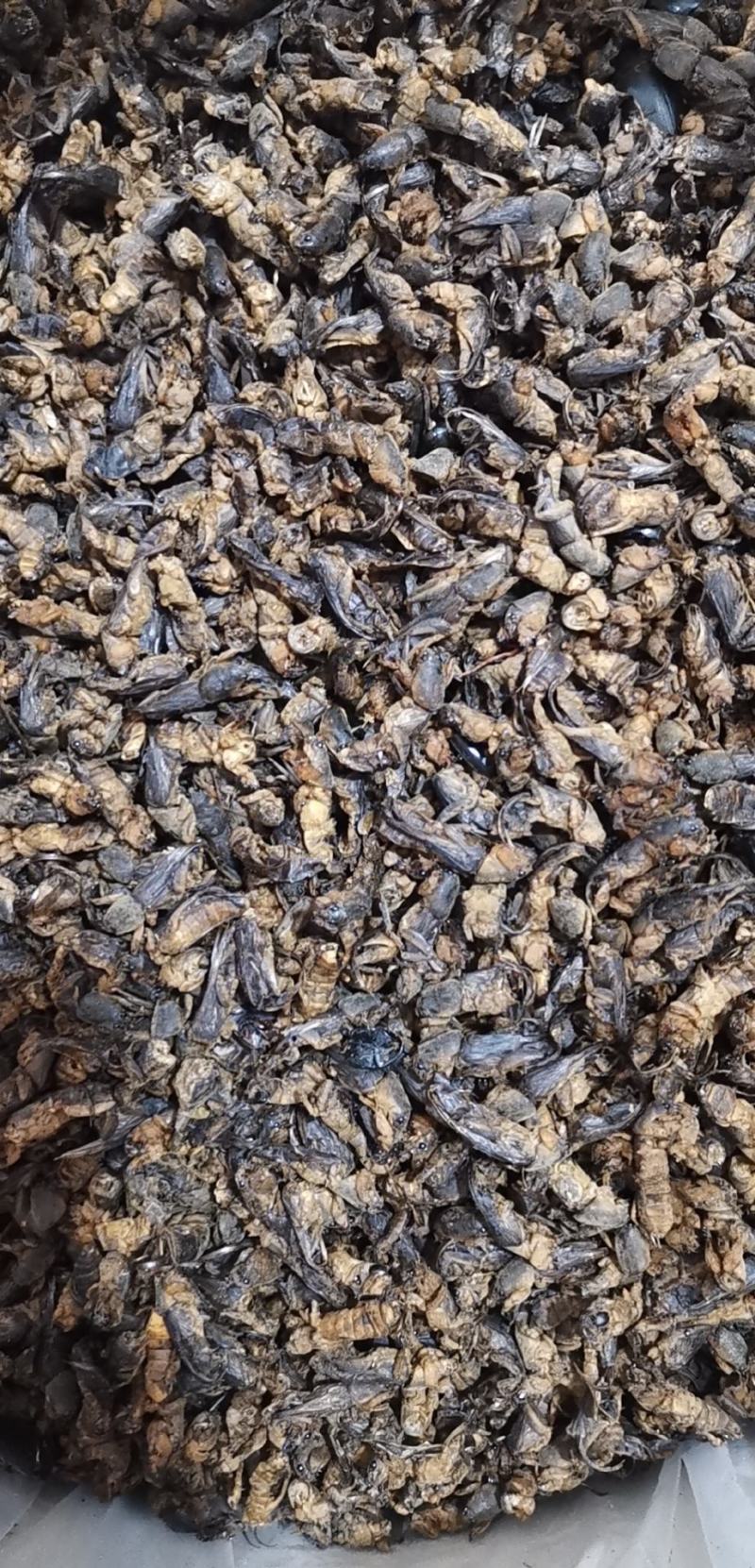 蝼蛄江苏干货选货2斤起包邮量大从优