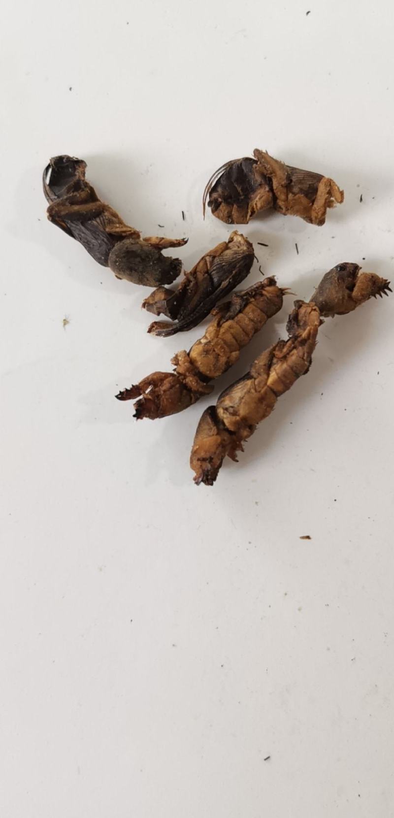 蝼蛄江苏干货选货2斤起包邮量大从优