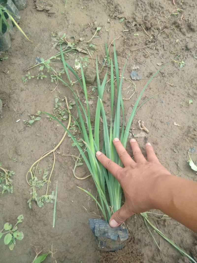 鸢尾，低价出售各种时令草花，水生植物