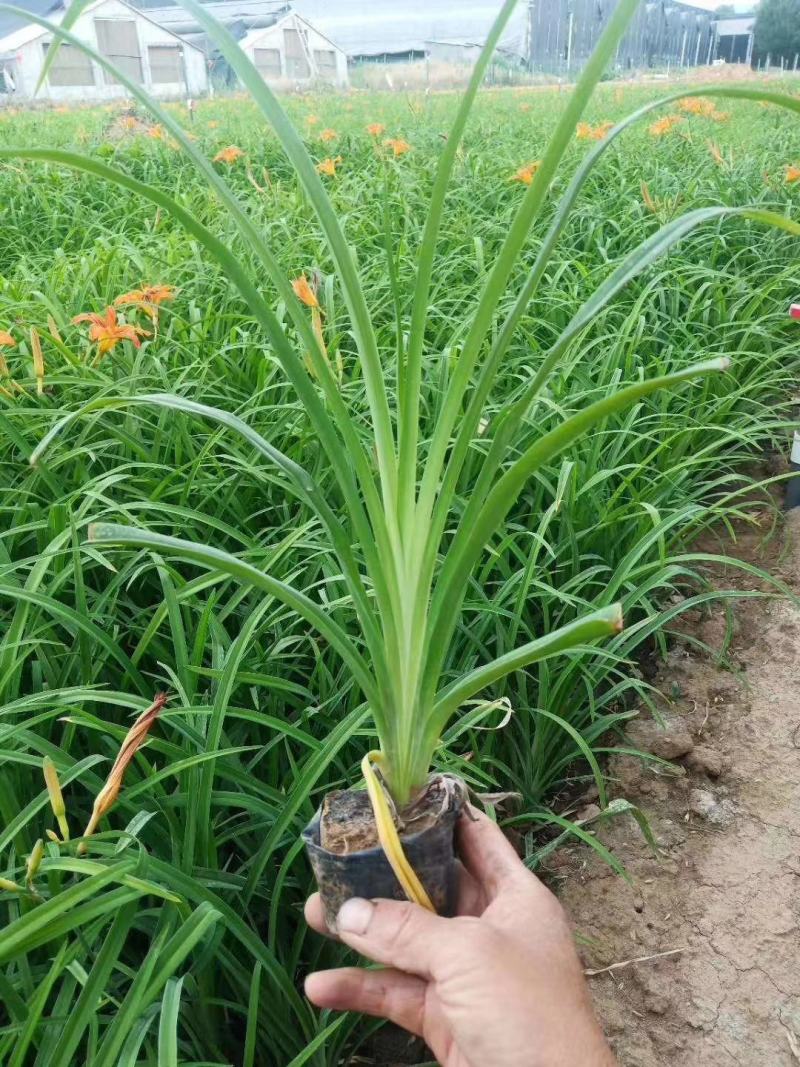 鸢尾，低价出售各种时令草花，水生植物