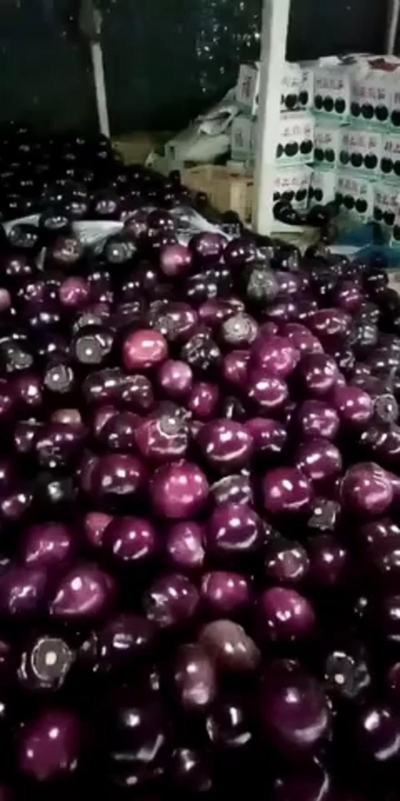 山东莘县紫光圆茄，可供应超市，市场，食堂