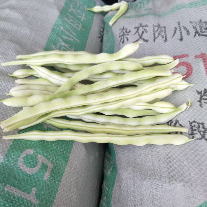 赤峰豆角（赤峰大型露天蔬菜基地）