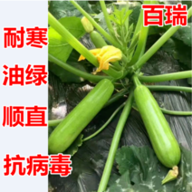 百瑞西葫芦种子角瓜茭瓜种籽高产耐寒抗病油绿