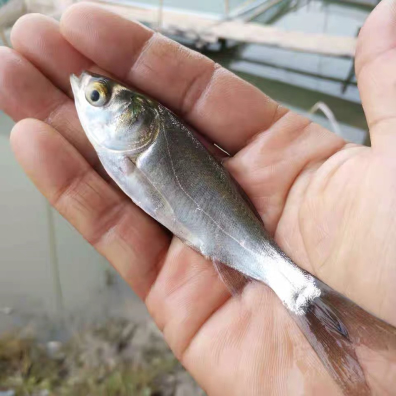 白鲢鱼苗调水质苏鱼苗鲢鱼扁魚苗广东鱼苗好养活淡水鱼