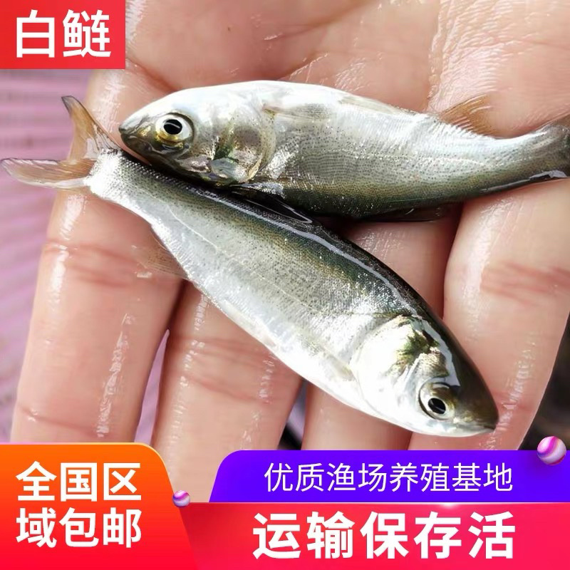 白鲢鱼苗调水质苏鱼苗鲢鱼扁魚苗广东鱼苗好养活淡水鱼