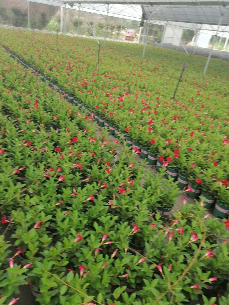 飘香藤35-40公分高，一盆3根左右。