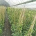 风车茉莉加伦杯150-200公分，一盆3根左右。