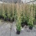 风车茉莉加伦杯150-200公分，一盆3根左右。