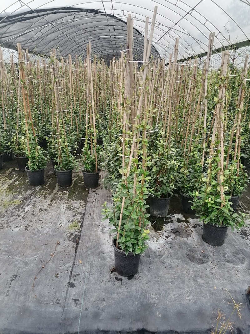 风车茉莉加伦杯150-200公分，一盆3根左右。
