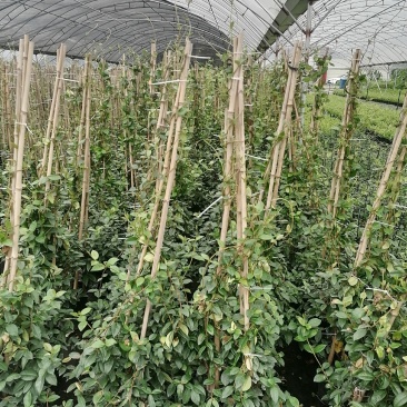 风车茉莉加伦杯150-200公分，一盆3根左右。
