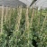 风车茉莉加伦杯150-200公分，一盆3根左右。