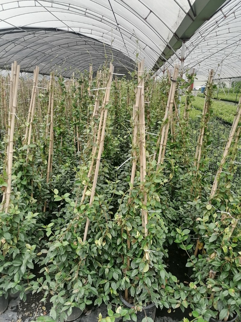风车茉莉加伦杯150-200公分，一盆3根左右。