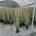 风车茉莉加伦杯150-200公分，一盆3根左右。