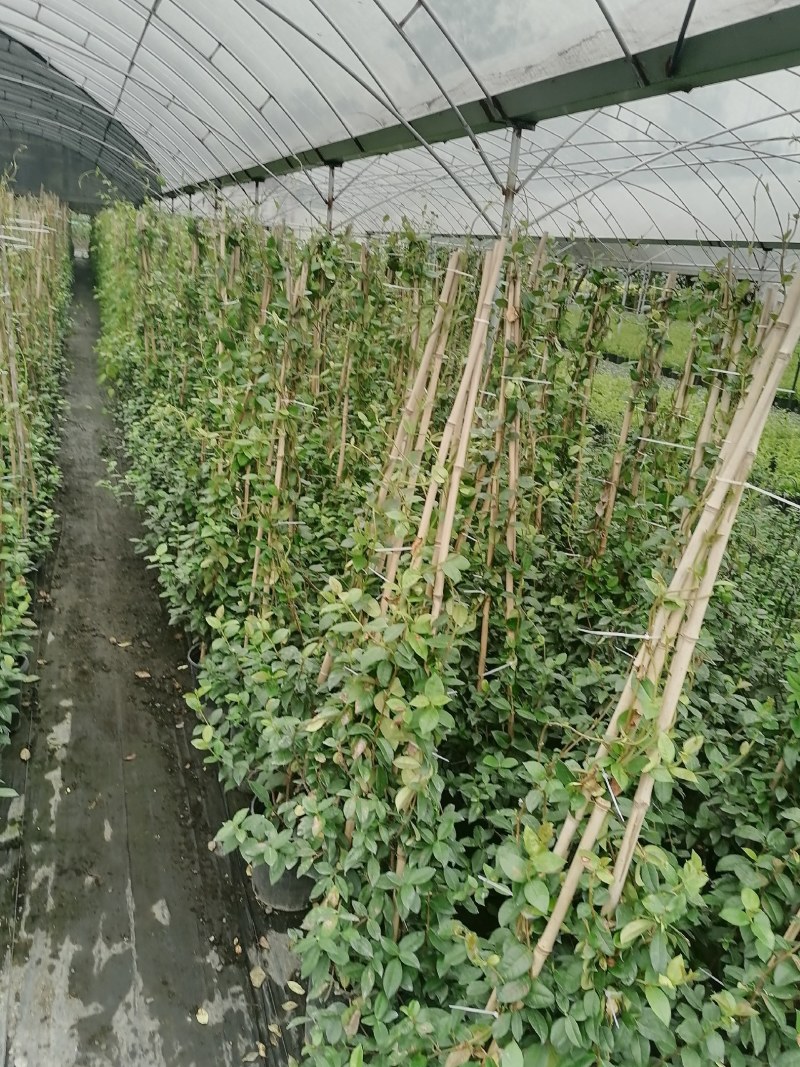 风车茉莉加伦杯150-200公分，一盆3根左右。