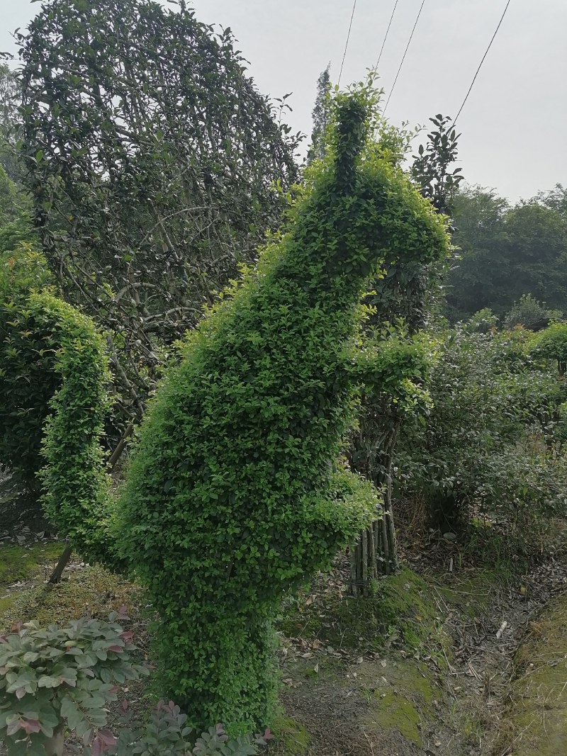 小叶女贞造型各种规格都有，红继木造型也有。