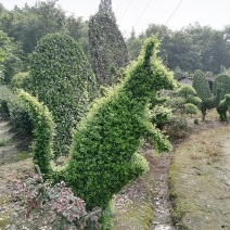 小叶女贞造型各种规格都有，红继木造型也有。