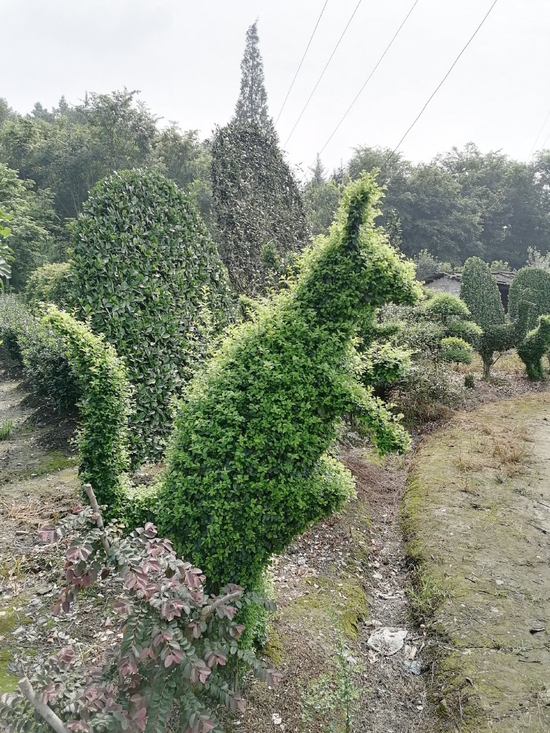 小叶女贞造型各种规格都有，红继木造型也有。