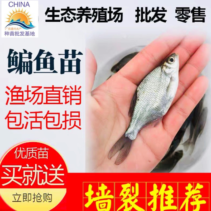 武昌鱼苗三角边鱼苗团头鲂大小鱼苗鳊鱼苗鲜活运输包活