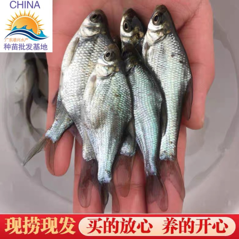 武昌鱼苗三角边鱼苗团头鲂大小鱼苗鳊鱼苗鲜活运输包活